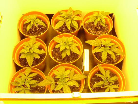 My 9 little babies are looking good. Ive seen then through some tough times, im a proud father.