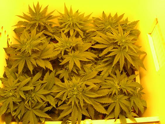 This is the room from day 23. As you can see there has been little growth since i added fertilisers.