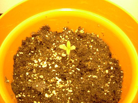 This seedling is about 2days old. As you can see they grow well fast. At this moment in time, 6 out of 9 seeds had sprouted. All ranging in different sizes.