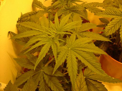 As you can see, the leaves have gone to 9 blades atm! 11 blades will follow shortly then alternating nodes! Switch to flowering!