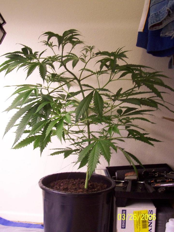 this is plant # 2 on 3/26, a week after teh last bigger and better pics