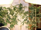 68 days flowering full plant pic.  Wish I could upload bigger pics. Why do other gardens have large pics that I can actually SEE!!