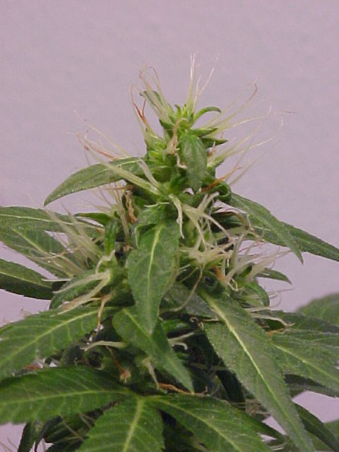 Terminal bud