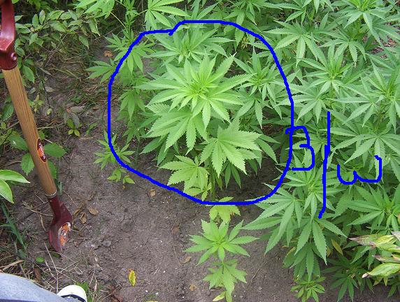 this plant was spourted 3.5 weeks ago n is already as bigg as my otheres 