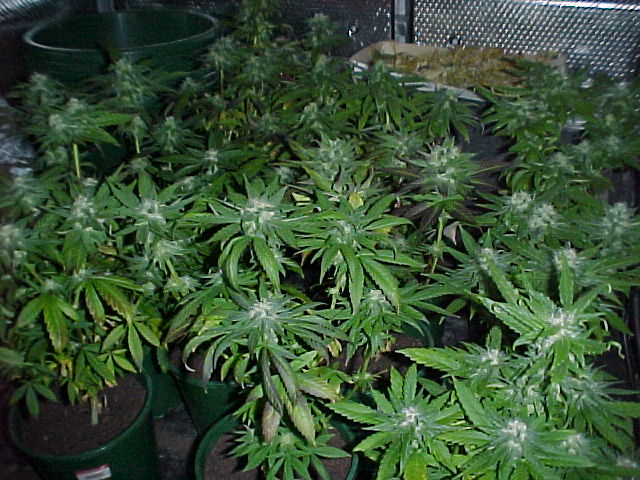 The view from the doorway. These plants have been under the hps for about 6 weeks. 2 weeks to go.