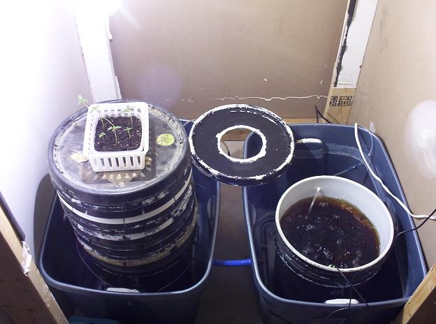 5 Gallons of water per 5 gallon bucket. 1 plant per bucket.
Nutrient Mixture: (All Measurements Are Per Bucket)
1ml Tap Water Conditioner
2 TSP Hydrogen Peroxide
2 TSP GH HardWater Micro nutes
1 TSP GH Bloom nutes
1 TSP GH Floralicious Plus
1 1/4 TSP GH PH Down
Starting PPM 112 | Starting PH 7.0
Ending PPM 312   | Ending PH   5.1