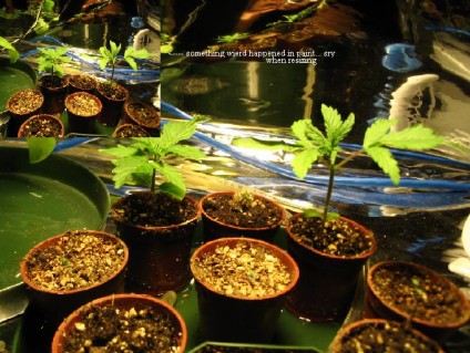 Had a growth spurt :), i think im going to starting ferting soon... Also I got 2 more seeds from a friend, from apparently good dope. One of my other buds is giving me a seed from some purple stuff aswell :)