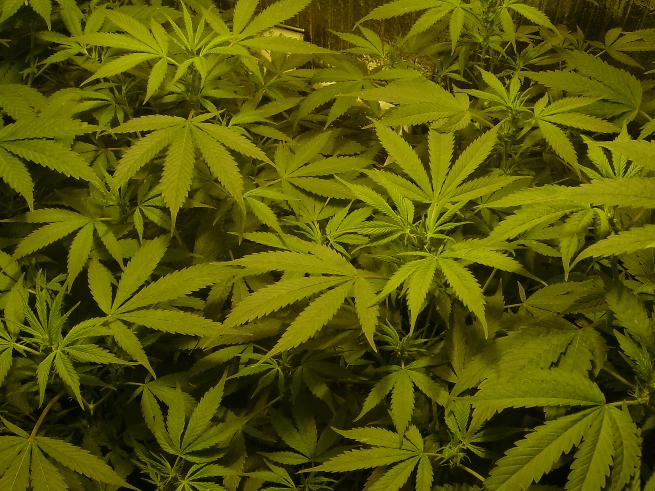 nice view of the plants. They look healthy. The one standing tal and proud is our chunk, dam sweet.