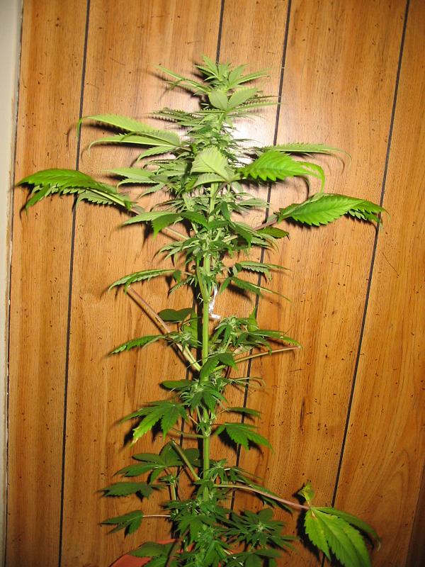 here is my new strain maple sugar 
at weeks into flower very strong plant  short in height nice looking budds so far 