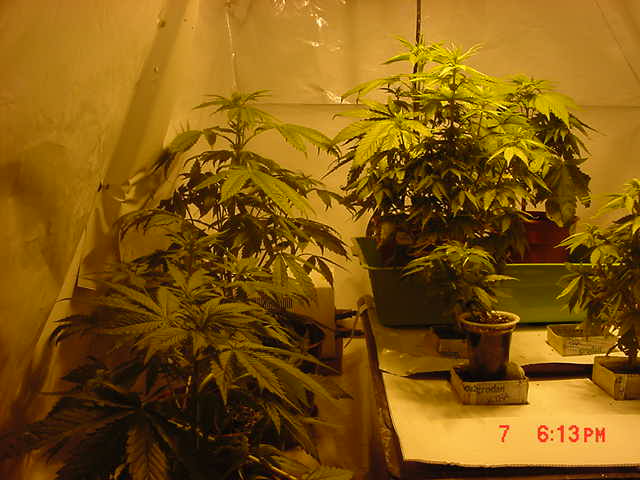 plants a 3 weeks 