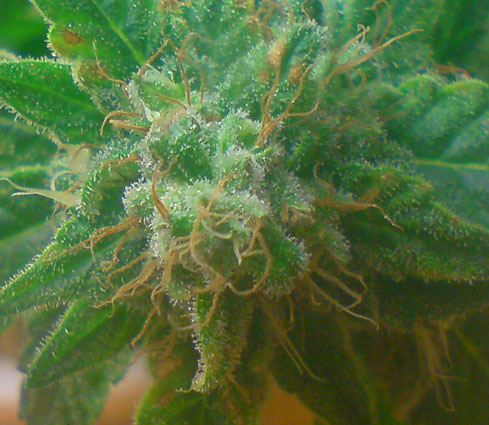 bud closeup