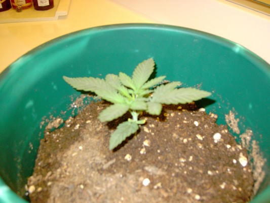 Transplanted 6 days before. good growth