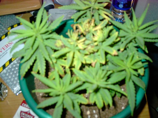 still veg. flowering next week