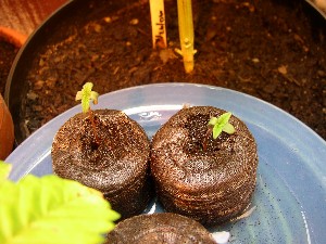 My PPP seedlings