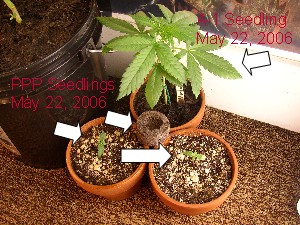 A-1 seedling, PPP seedlings and PPP seed (germinating)