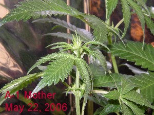 A-1 mother just put back on 24 hour lighting after sexing.  This is a close up of bud development from 1 week of sexing.