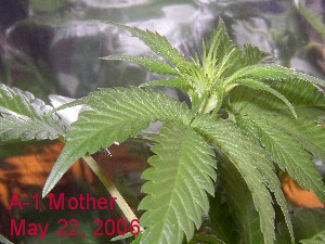 A-1 mother just put back on 24 hour lighting after sexing.  This is a close up of bud development from 1 week of sexing.