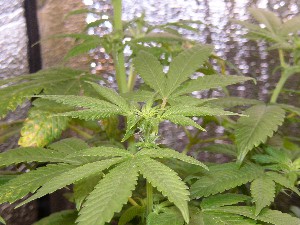 Close up of a plants buds.  This plant is a friends, just in my care.