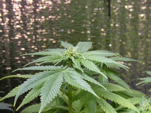 Close up of a plants buds.  This has been my favorite plant throughout the grow.