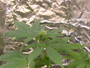 Close up of a plants buds.