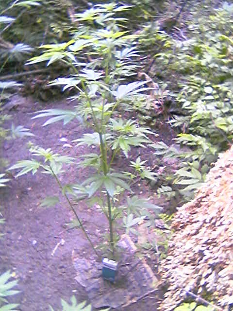 Here is a pack of Newport 100's leaning against the stalk.  This ought to give you good estimation of the bulkiness.  Right now this gal is standing around 45 inches with plenty of time to double, or even triple in height!  They're gonna look like bushy christmas trees, just wait and see.    