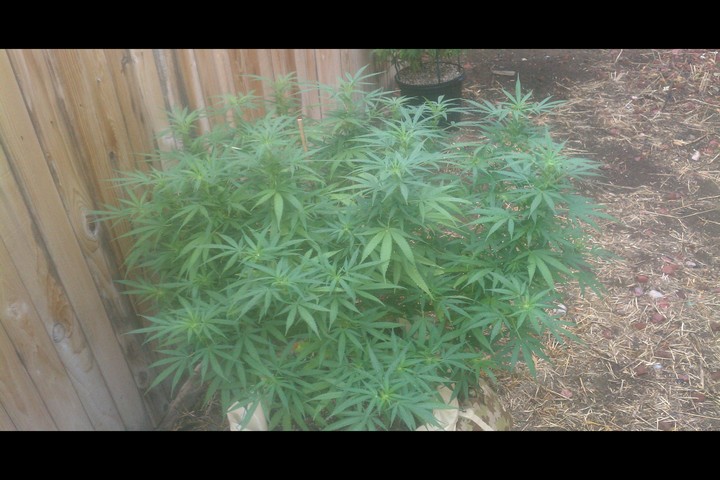 this beauty is pushing off buds now and crystals all over. ive counted 32 tops on it and she didnt stretch barely at all  