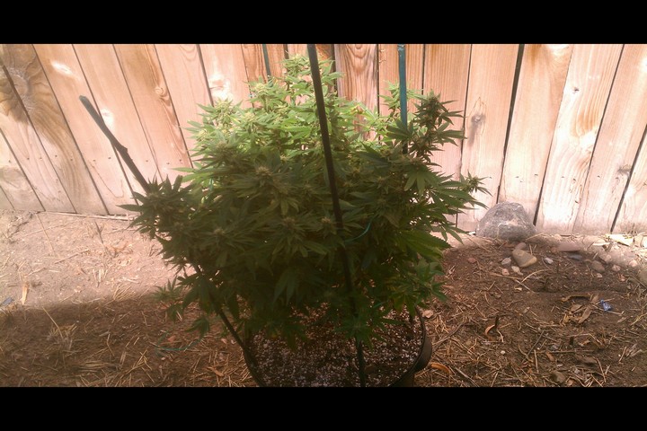 just placed outdoors really love this strain she is finicky as hell though i love her