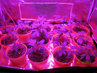 A few hours after transplantation from the big containers to their individual pots. 