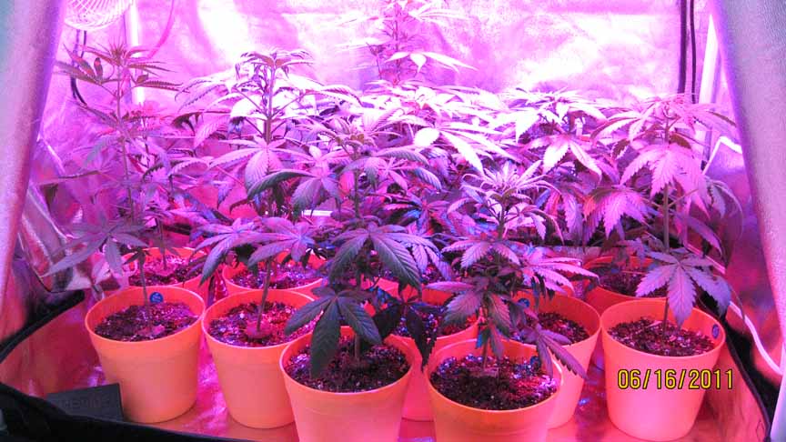 With their low power consumption and heat signature, LEDs are finally ready to change how people grow. All I'm using is 90 watts, which will attract no attention from anyone. They take away the biggest problems for growers.