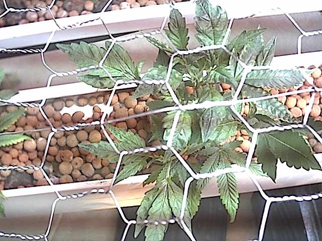 chicken wire with 1 inch square holes. I hope rusting will not be a problem. like i said though this is an experiment for me.