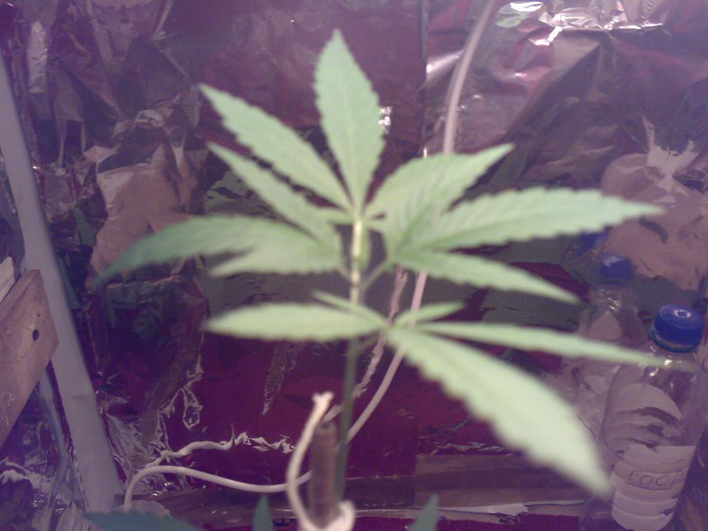 she is growing some nice leaves