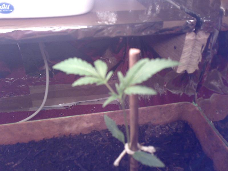 shes loving it (the light and the heat)
