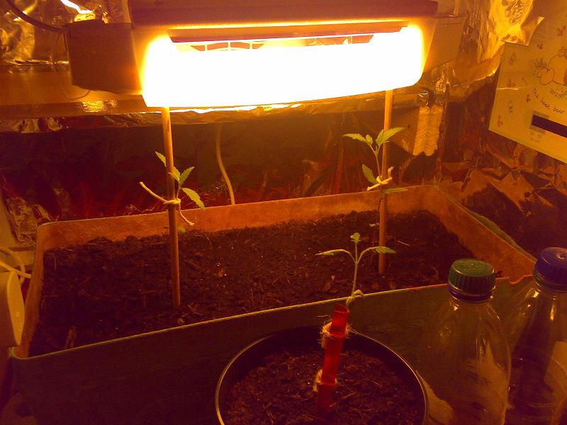 put in another plant all 3 are going nicely