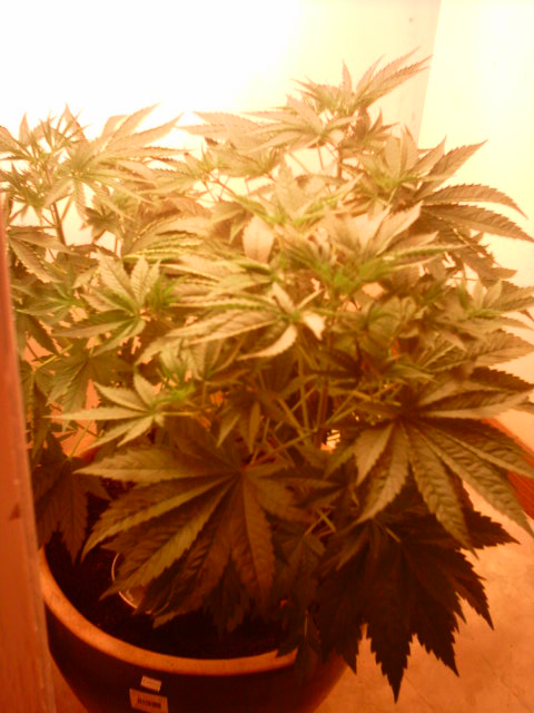 This is around week 2 with me, I got the plants handed to me around three weeks growth, making them around 5 weeks old.