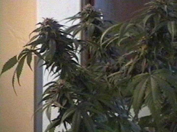 1 out of 3 plants 