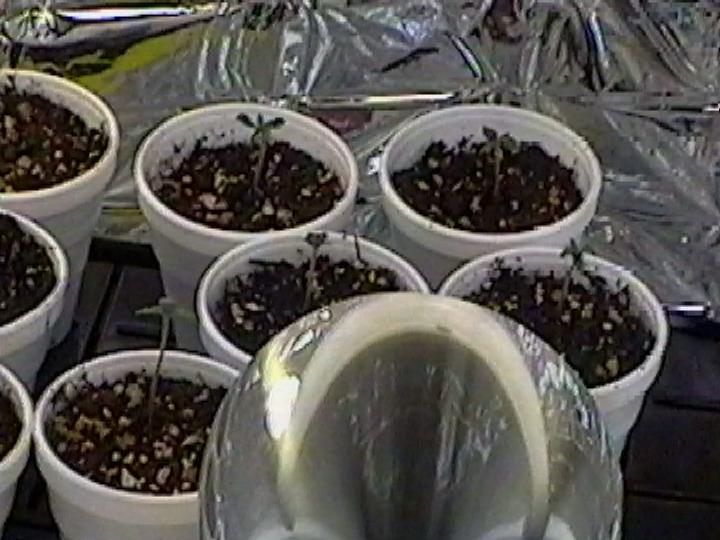 two days veg