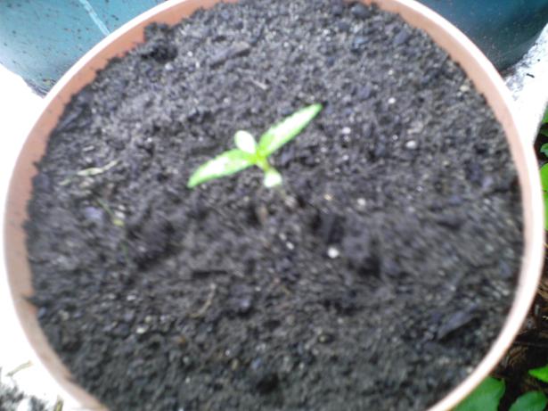 i pull a male out of this pot and i guess a seed was still in there or got in there and sprouted