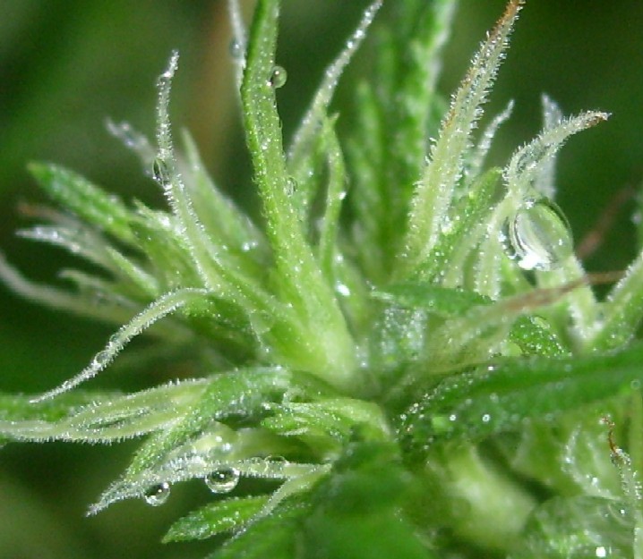 some random bud shots