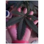 skunk leaf