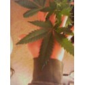 big leaf skunk weed