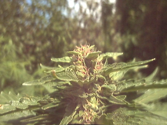 Indica bud 9/7/03