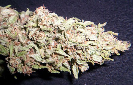 Willie Nelson X Pink Kush
 cured for nine months.