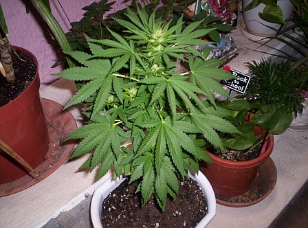   Organics is truly best for young plants. 