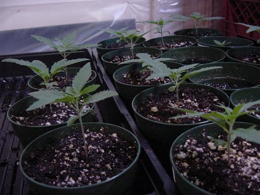 Here are 12 Northern Berry seedlings at day 11. The pots that appear empty contain Vietnam Black x G13 that was potted the same day as the photo was taken.