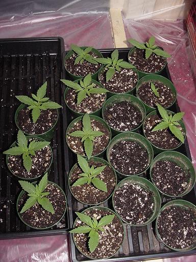 Here is a top view of 12 Northern Berry seedlings at day 11. The pots that appear empty contain Vietnam Black x G13 that was potted the same day as the photo was taken.