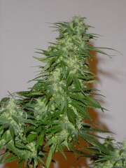 large heavy bud