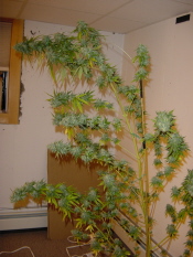 lots of heavy buds