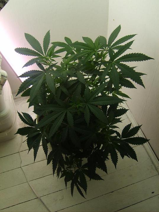 24 grow tips on the one