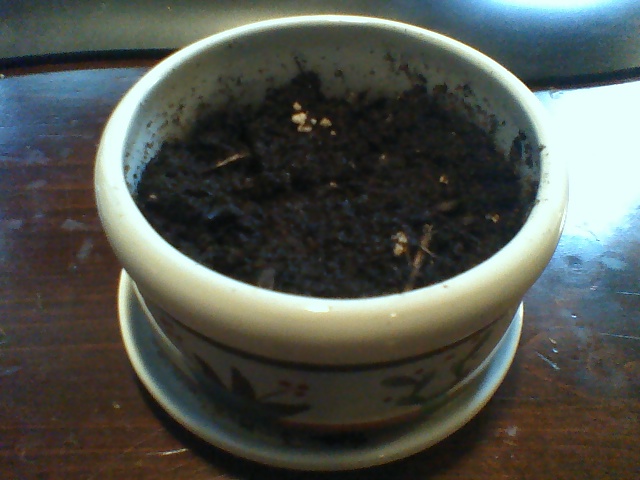 this is day 3, nothing really going on. not sure if they will grow yet. planted two seeds.