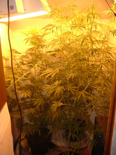 3 weeks 12/12